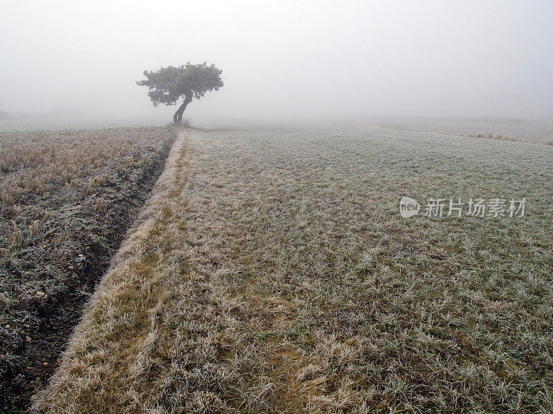 雾中的寂寞树