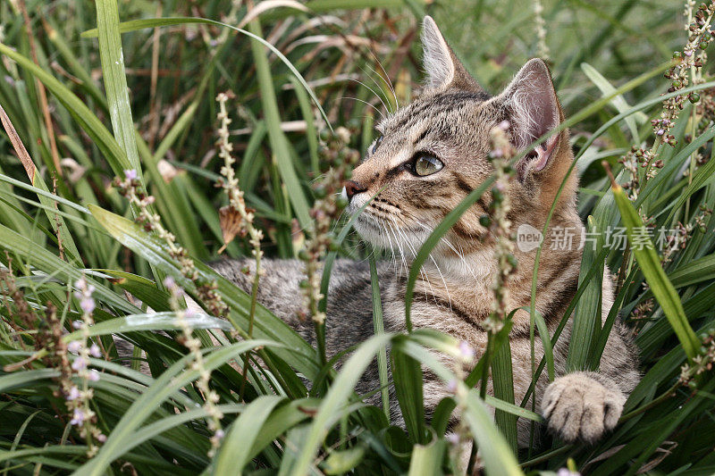 草地上的小猫