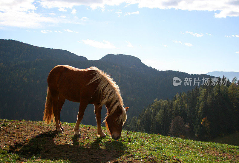 阿尔卑斯山上的哈夫林格马