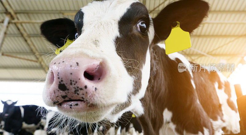 牛棚里的荷斯坦奶牛