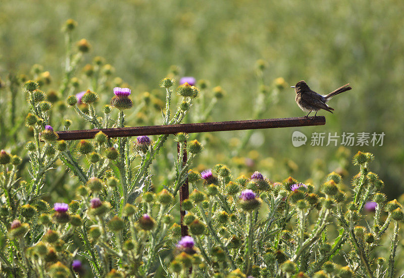 黑菲比和蓟