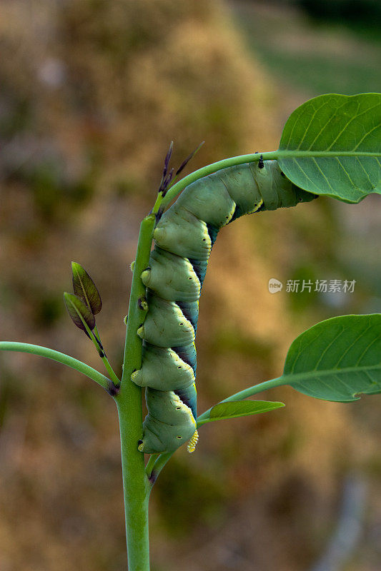 Acherontia阿特洛波斯,卡特彼勒