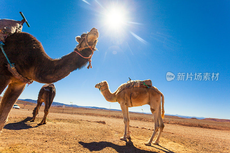 太阳下的三只骆驼，摩洛哥