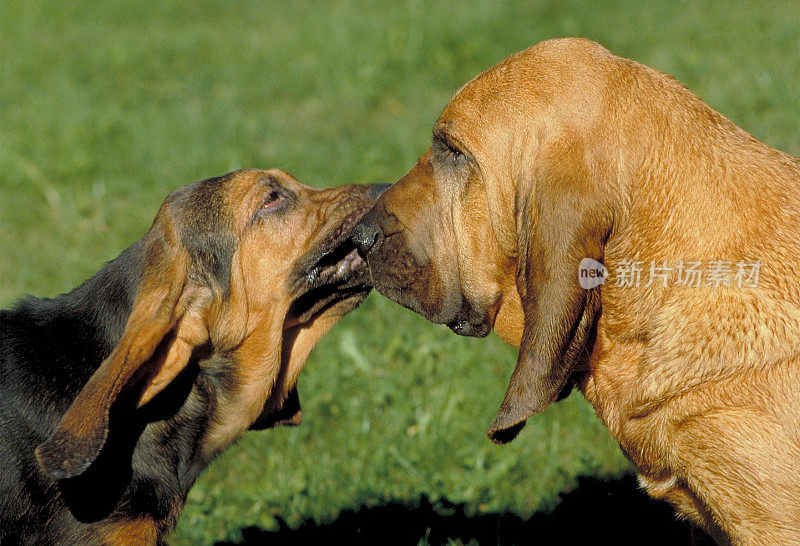 两只猎犬互相嗅着对方