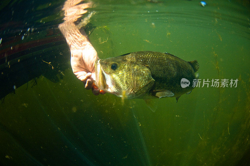 大嘴黑鲈