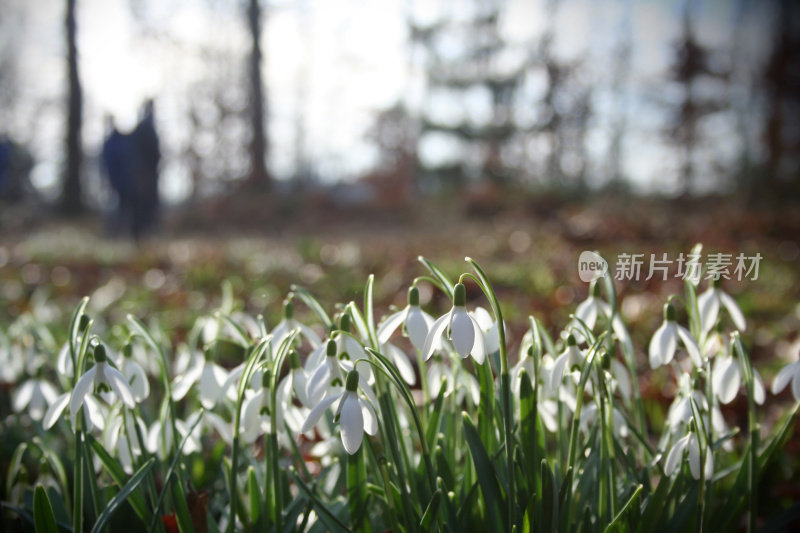 雪花莲在春天