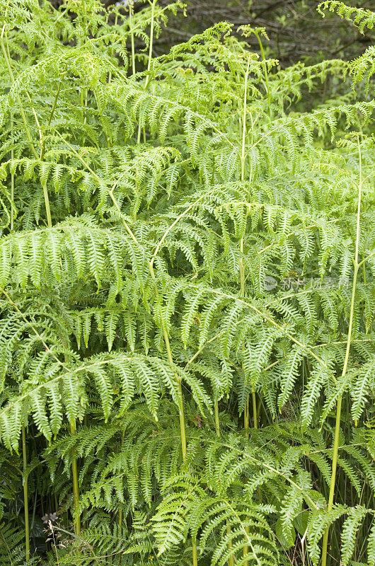 蕨类:蕨类(蕨类蕨类植物)