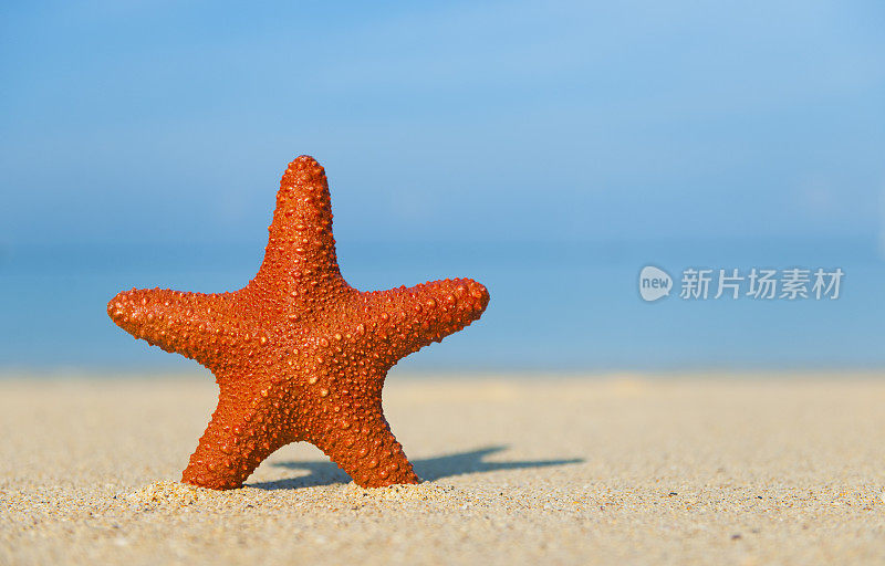 热带海滩上的海星