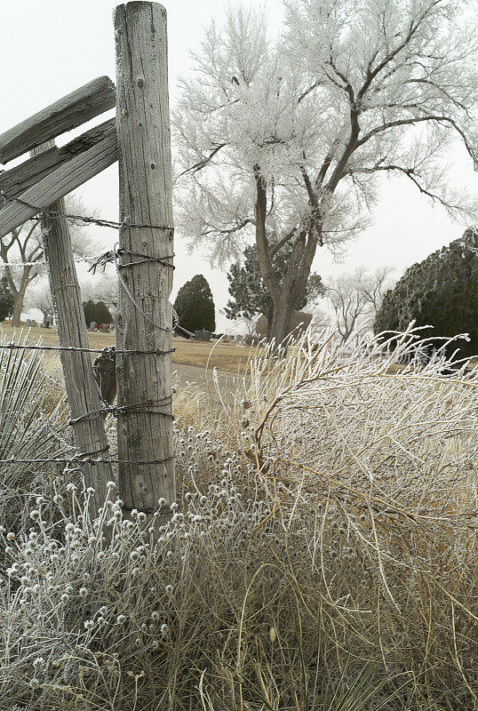 篱笆，风滚草，寒冷霜冻天气下的树