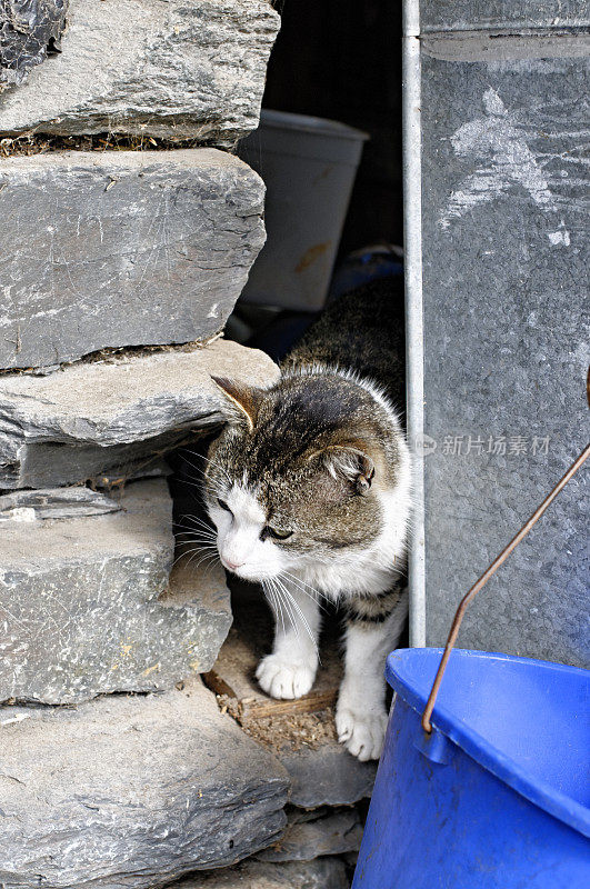 见顶的猫