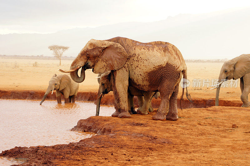 大象在水坑里喝水