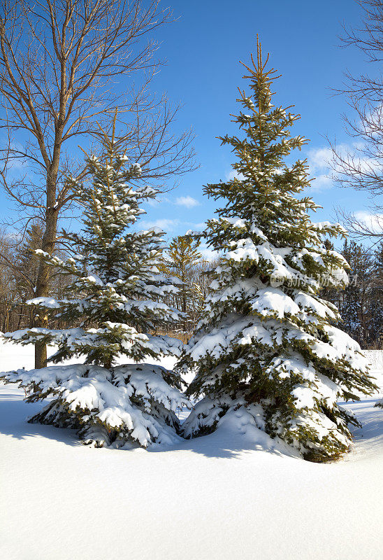 最近的暴风雪中，冬天的常青树被雪覆盖