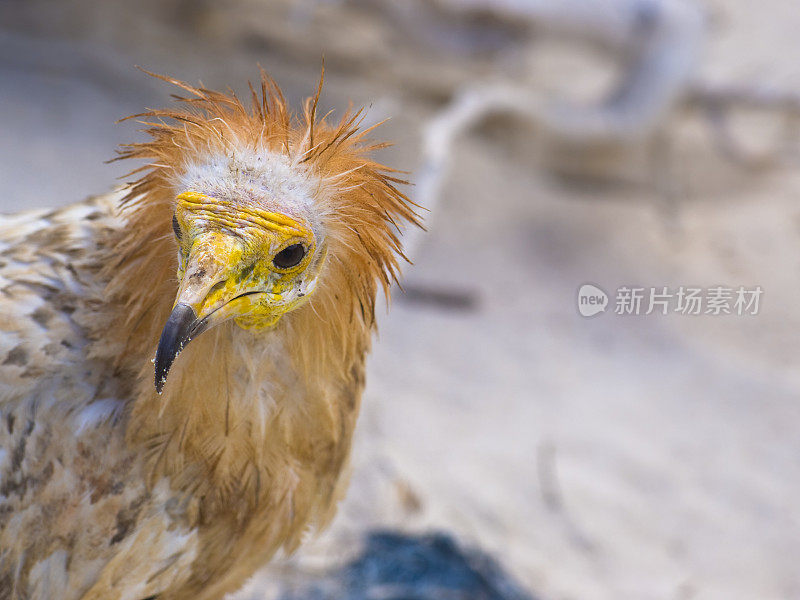 埃及秃鹰