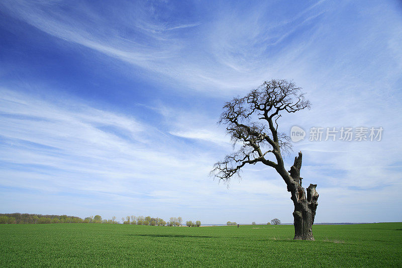 云天下春景古橡树