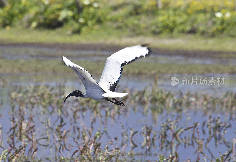 非洲朱鹭