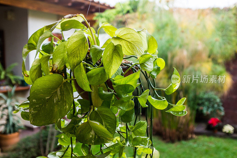 悬挂植物，背景是花园