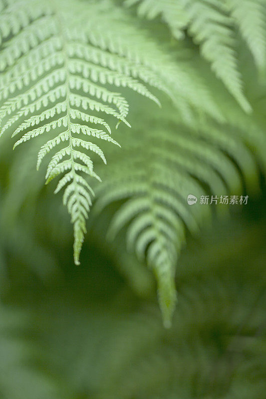 郁郁葱葱的蕨类植物