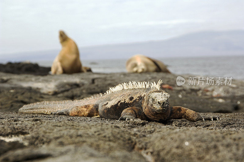 加拉帕戈斯群岛的海鬣蜥和海狮