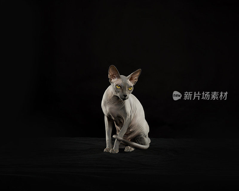 Sphynx猫