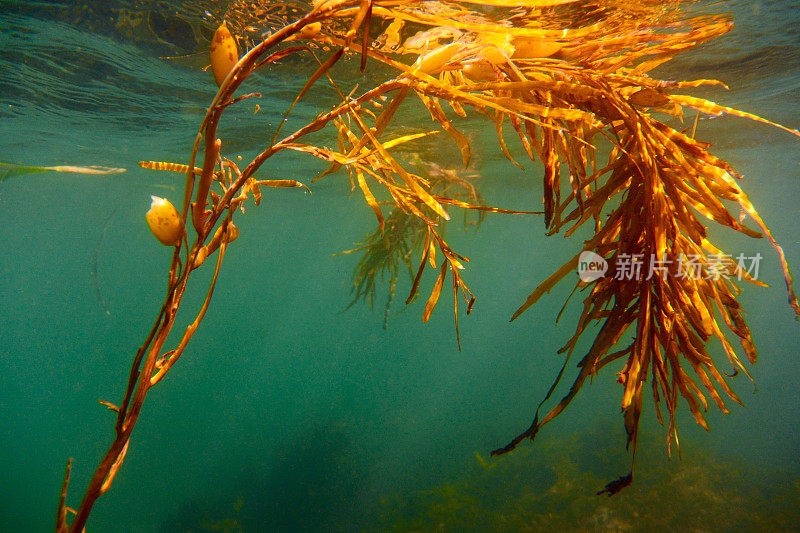 浮在水面上的海草