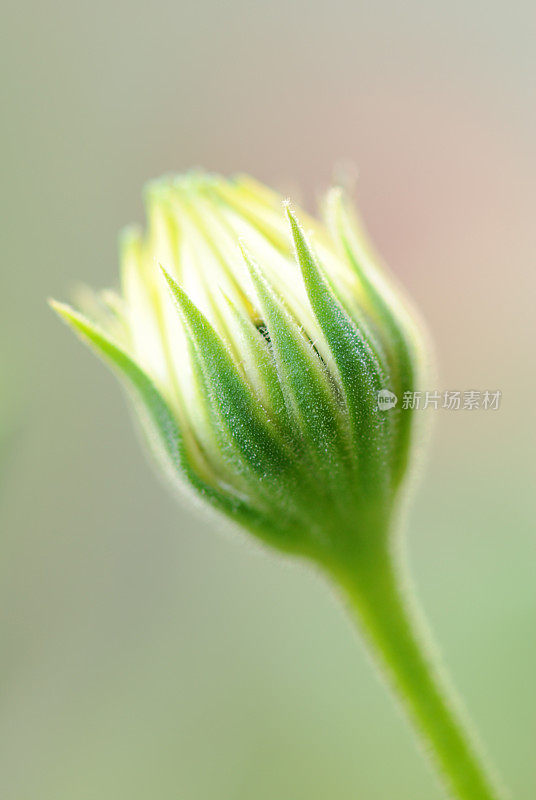 雏菊花宏