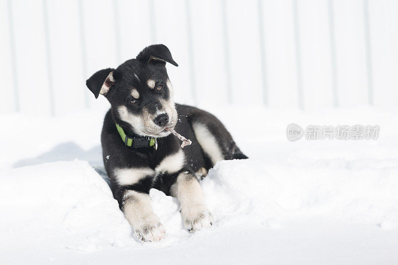 西伯利亚寻回犬幼犬10周大