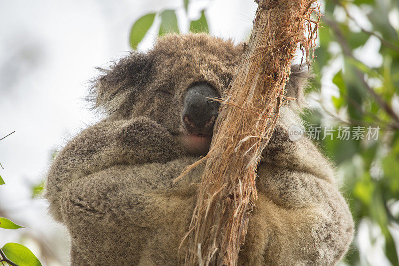近距离拍摄考拉在澳大利亚的桉树上睡觉