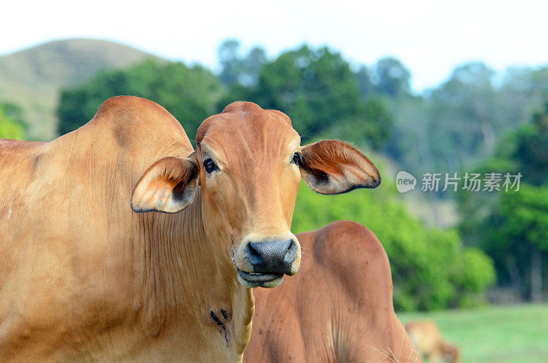 棕色婆罗门牛，昆士兰，澳大利亚