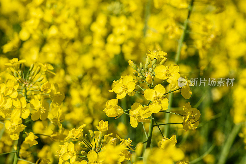 油菜花细节