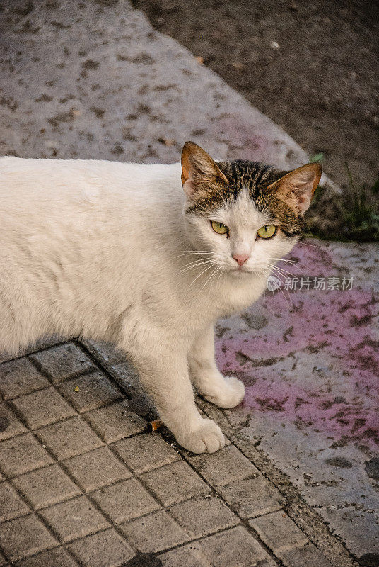 只流浪猫