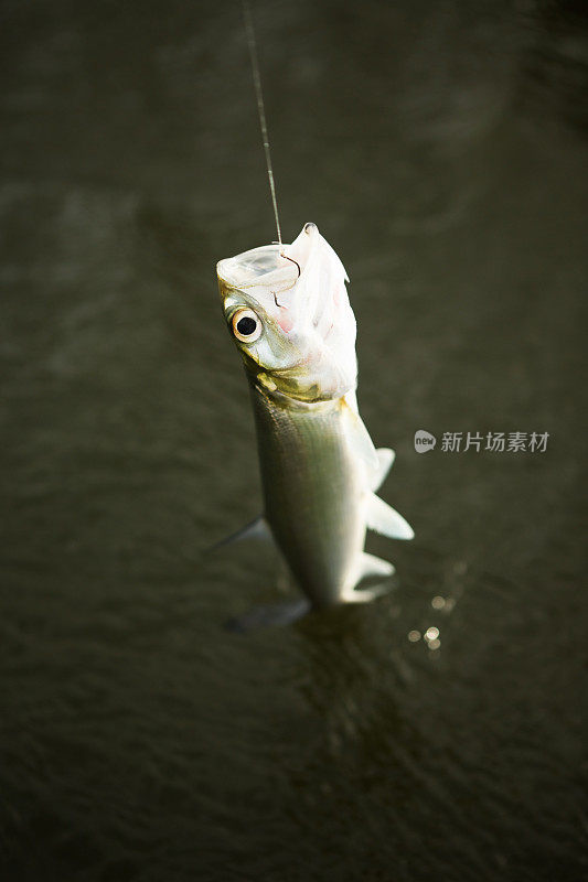 用鱼线和鱼钩钩住水面上的瓢虫