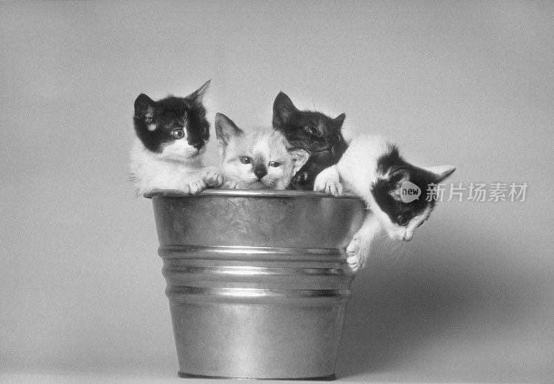 四只可爱有趣的欧洲小猫在一个桶里，肖像