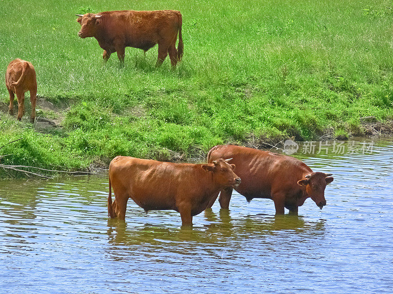 在河里喝水的牛