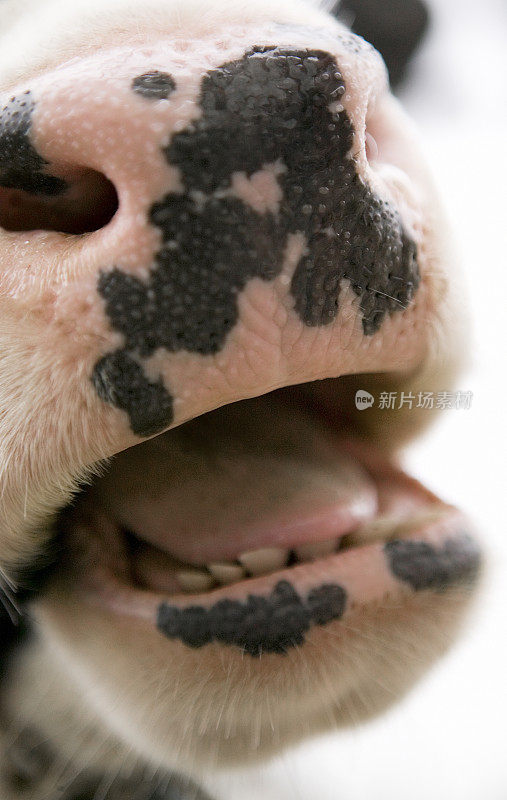 荷斯坦牛的鼻子