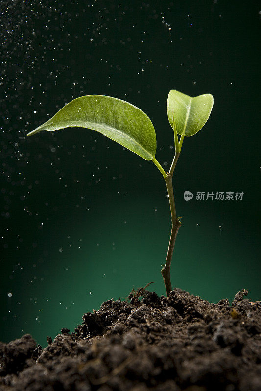 绿色的嫩芽从带着露水的土壤中生长出来