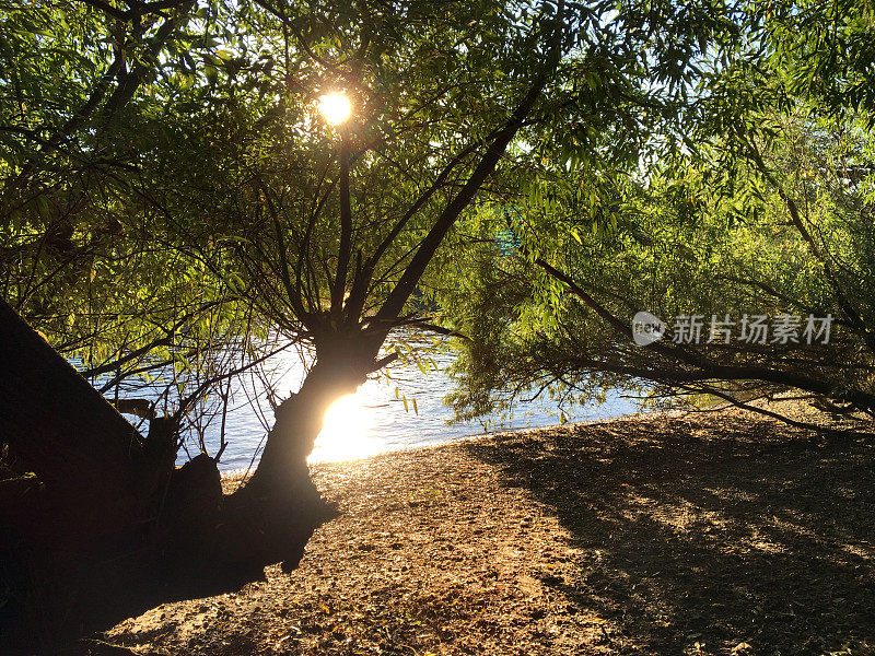 夏天泰晤士河，里士满，英国