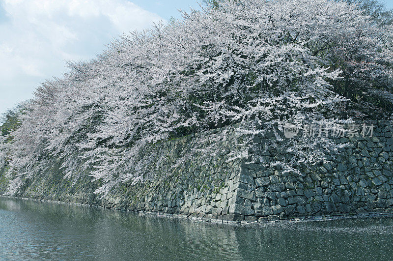 樱花在日本的护城河上盛开