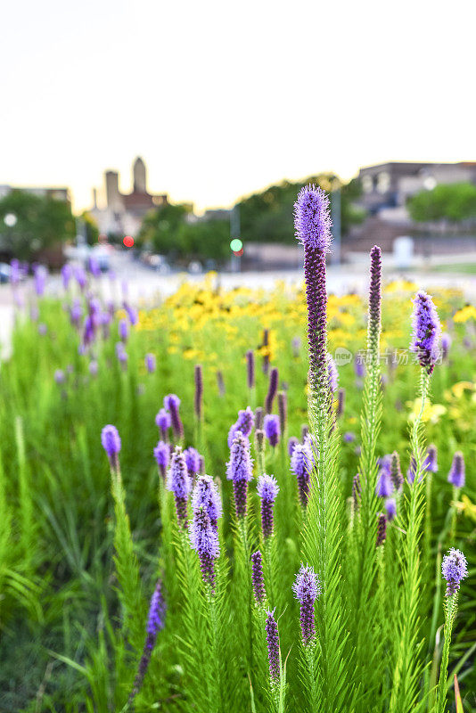 城市花园和得梅因天际线的背景