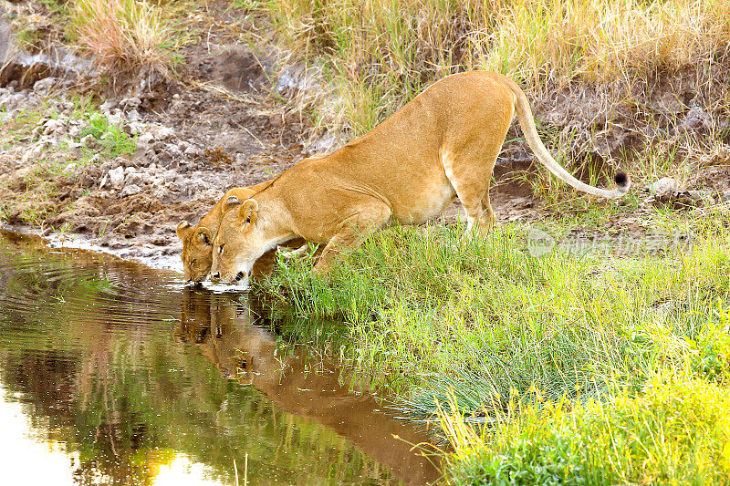口渴的母狮和幼狮喝水