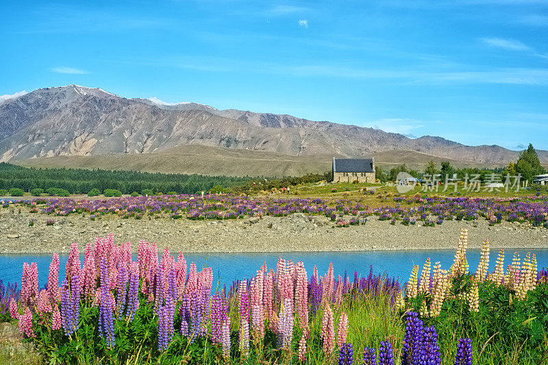 特卡波湖的Lupins