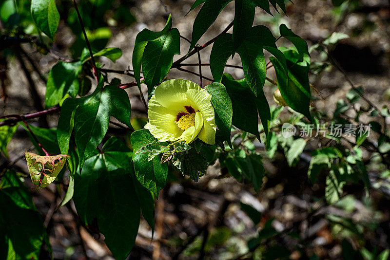 加拉帕戈斯群岛上的黄色木槿花