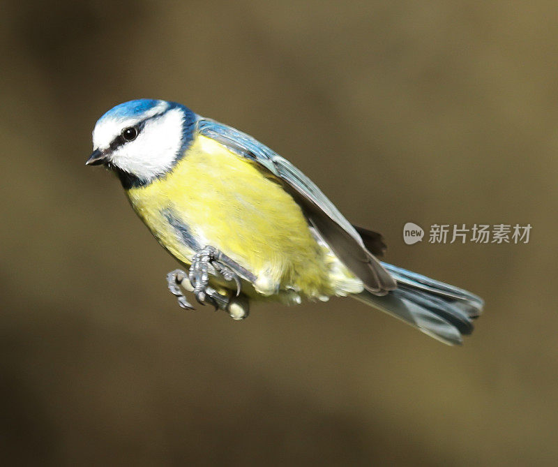 蓝冠山雀