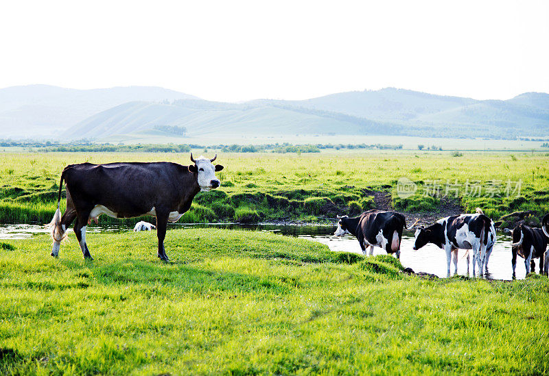 一群奶牛在河边的牧场上吃草