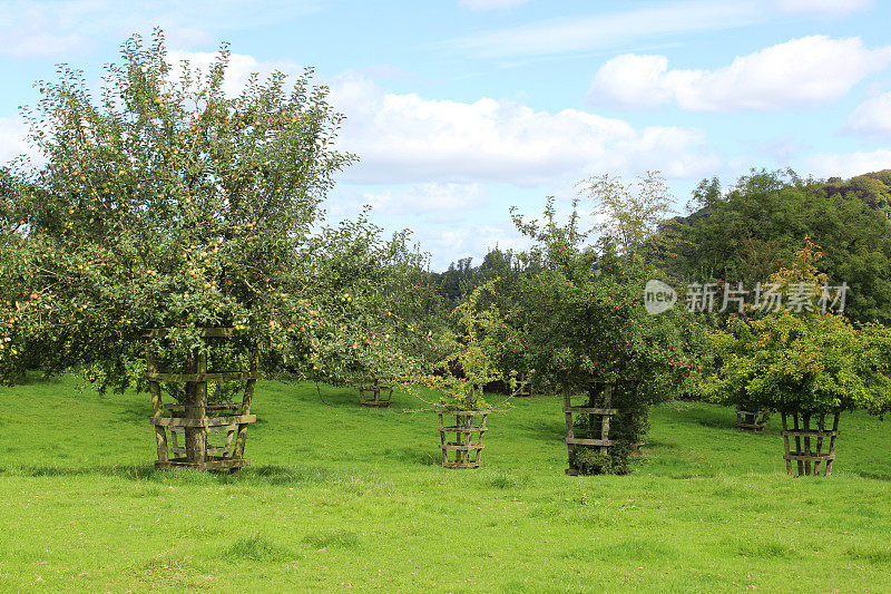 夏天苹果园苹果园里，天空湛蓝