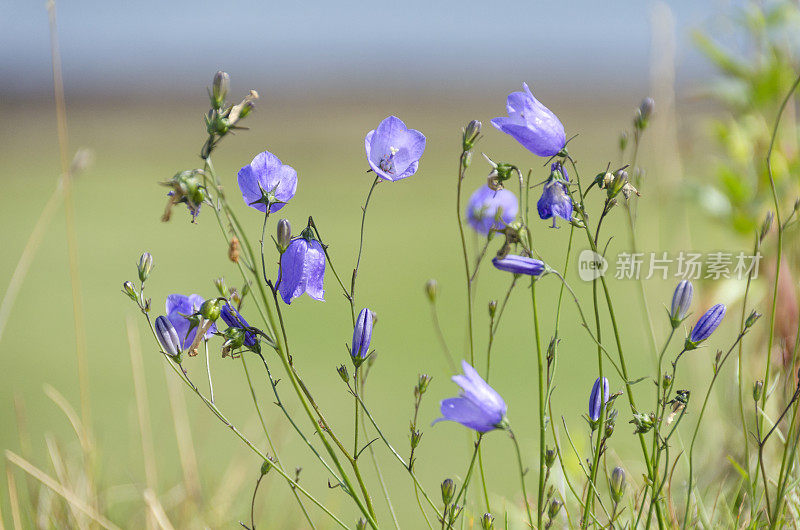 钟花-风铃花