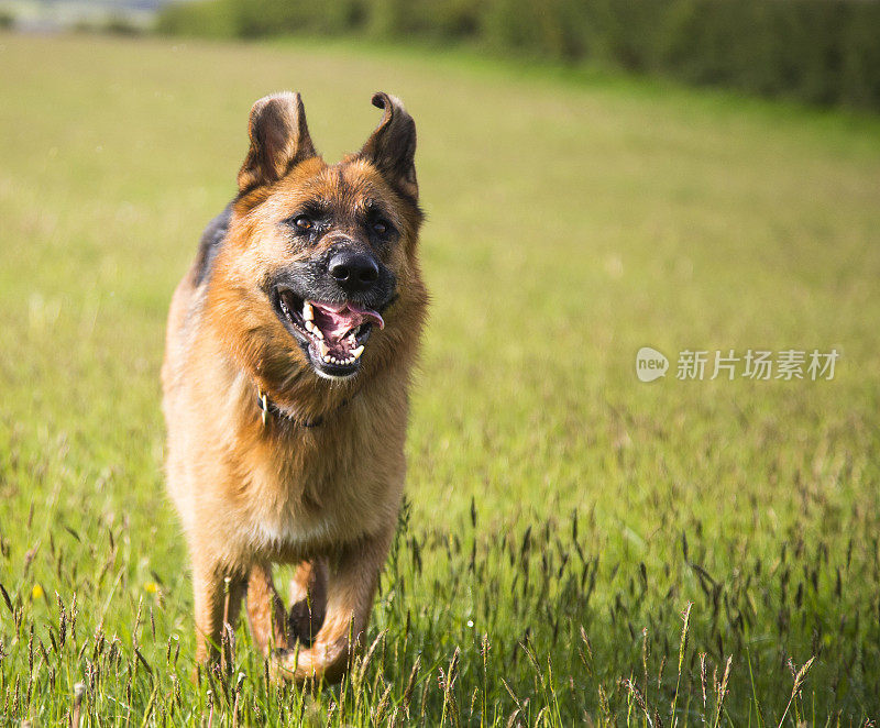 狗奔向相机