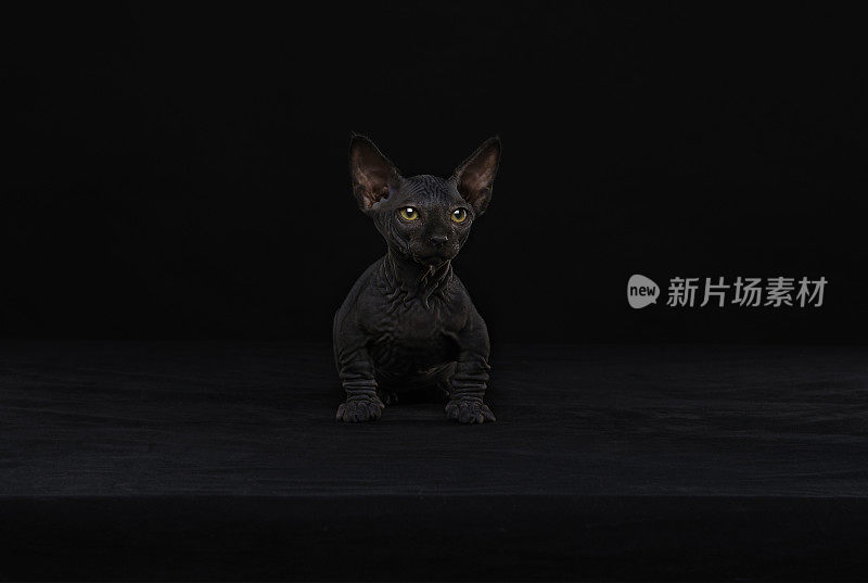 Sphynx猫