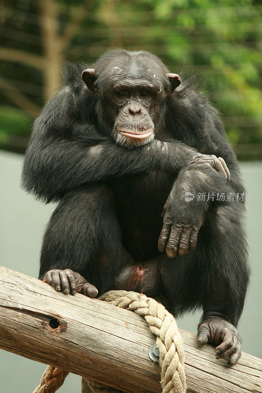 无聊的黑猩猩