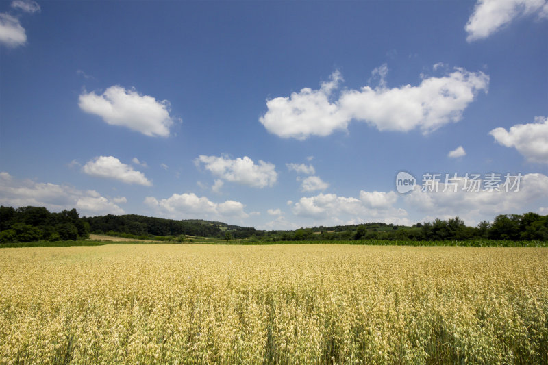 黄色的麦田，蓝天和积云