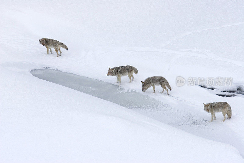 在黄石公园的暴风雪中，四只土狼沿着冰冻的河流行走